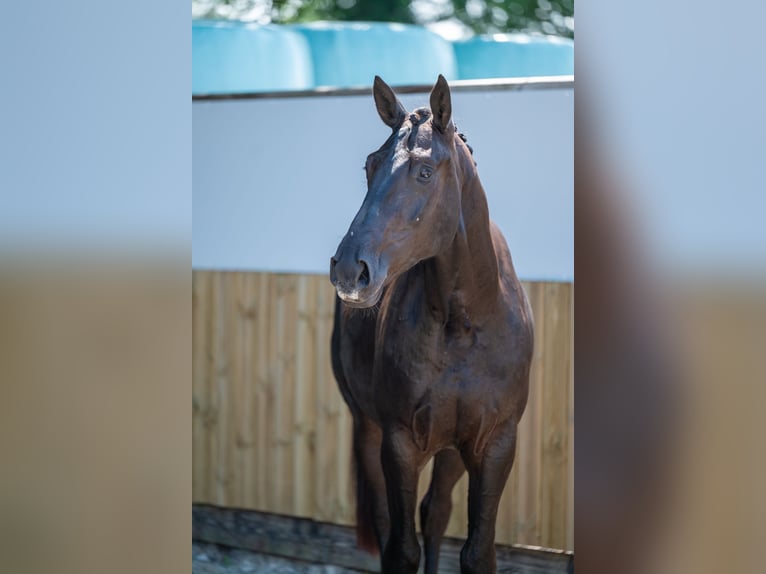 Zangersheide Caballo castrado 3 años 166 cm in GROTE-BROGEL