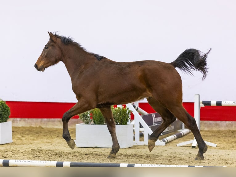 Zangersheide Caballo castrado 3 años 166 cm Castaño in Waddinxveen