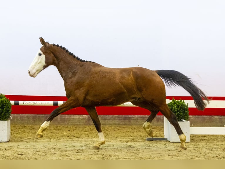 Zangersheide Caballo castrado 3 años 166 cm Castaño in Waddinxveen