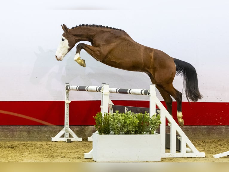 Zangersheide Caballo castrado 3 años 166 cm Castaño in Waddinxveen