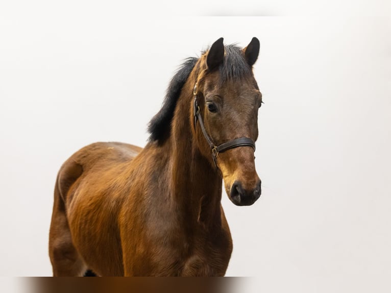 Zangersheide Caballo castrado 3 años 166 cm Castaño in Waddinxveen