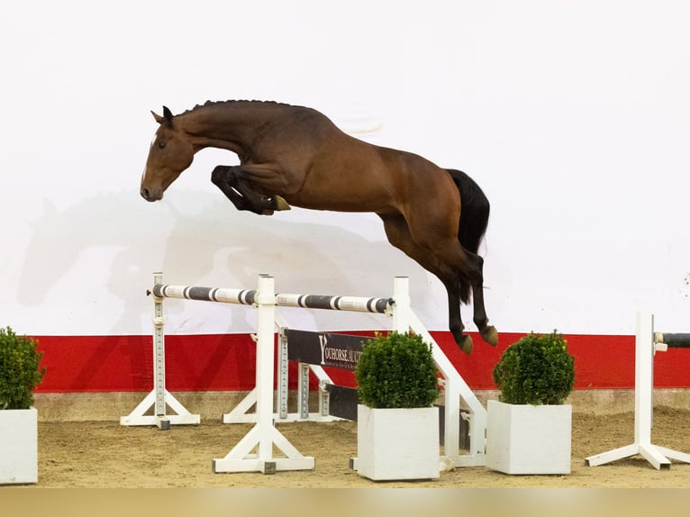 Zangersheide Caballo castrado 3 años 166 cm Castaño in Waddinxveen