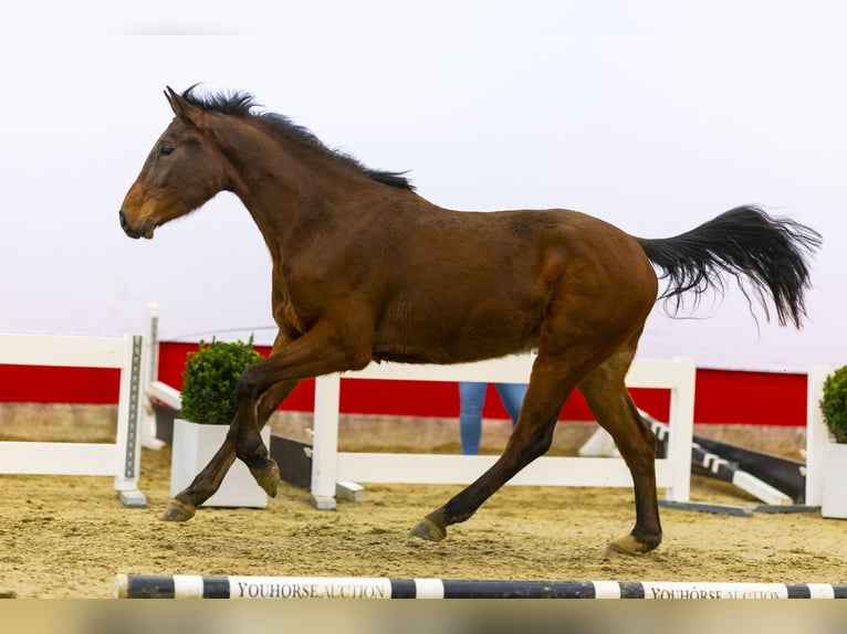 Zangersheide Caballo castrado 3 años 166 cm Castaño in Waddinxveen