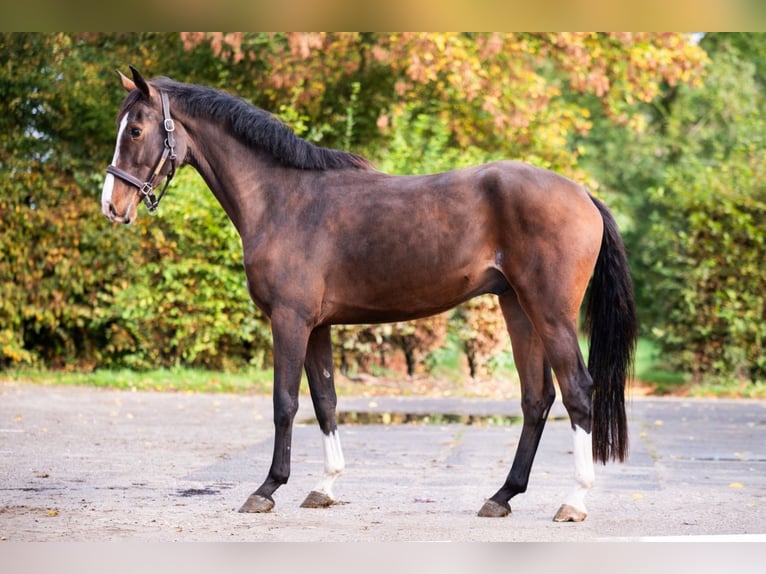 Zangersheide Caballo castrado 3 años 166 cm Castaño oscuro in Bladel