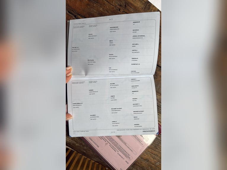 Zangersheide Caballo castrado 3 años 166 cm Castaño oscuro in Kirch Mummendorf