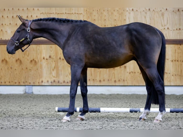 Zangersheide Caballo castrado 3 años 166 cm Castaño oscuro in Kinrooi