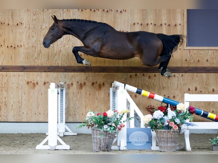 Zangersheide Caballo castrado 3 años 166 cm Castaño oscuro in Kinrooi