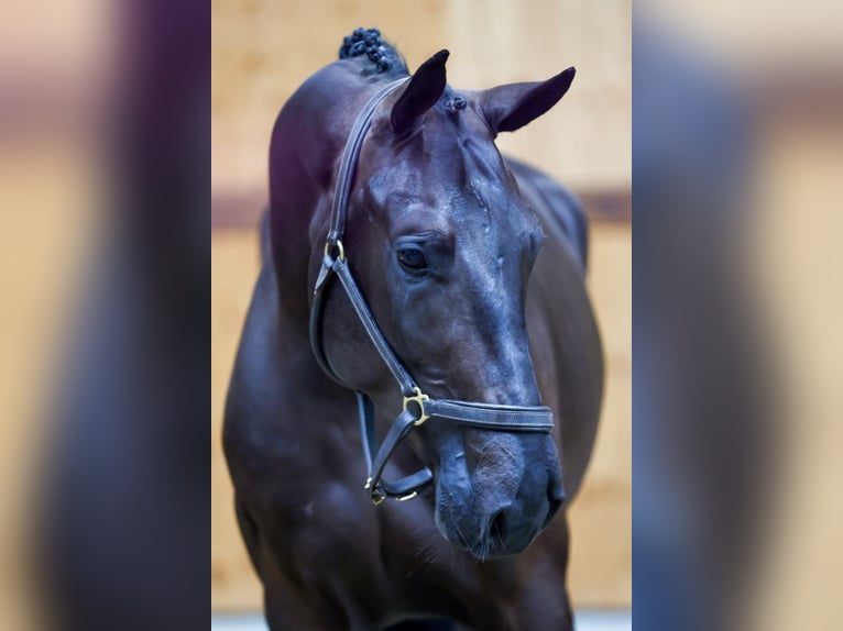 Zangersheide Caballo castrado 3 años 166 cm Negro in Kinrooi