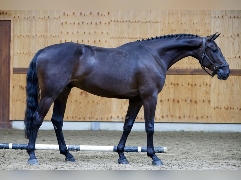 Zangersheide Caballo castrado 3 años 166 cm Negro in Kinrooi