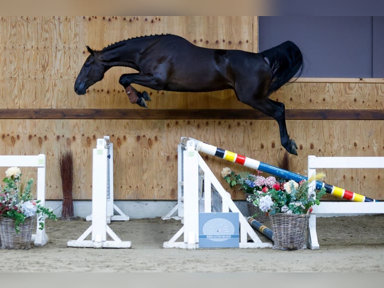 Zangersheide Caballo castrado 3 años 166 cm Negro in Kinrooi