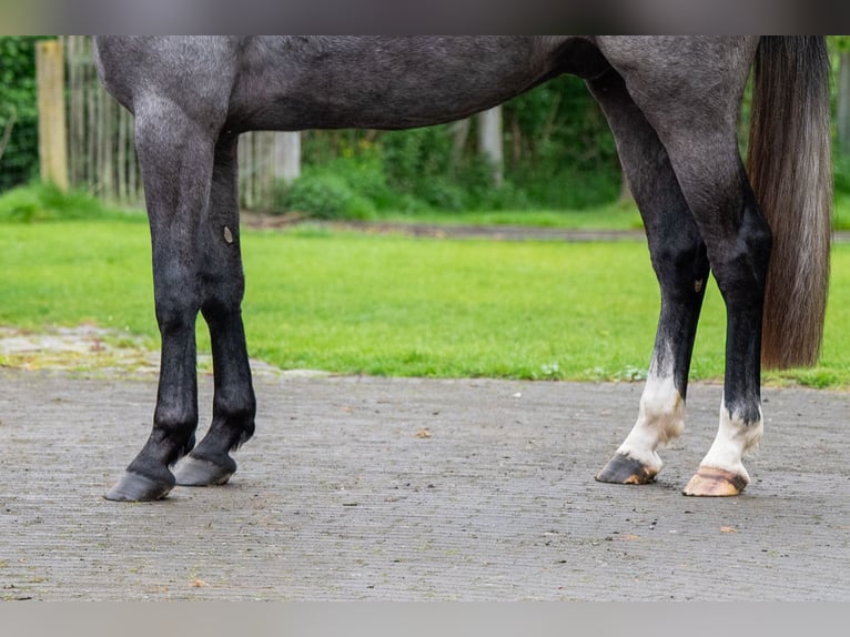 Zangersheide Caballo castrado 3 años 166 cm Tordo in GROTE-BROGEL