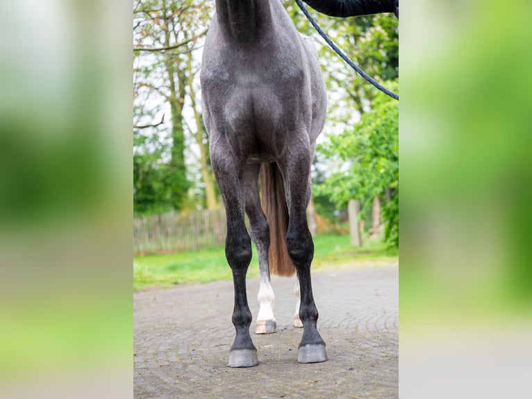 Zangersheide Caballo castrado 3 años 166 cm Tordo in GROTE-BROGEL