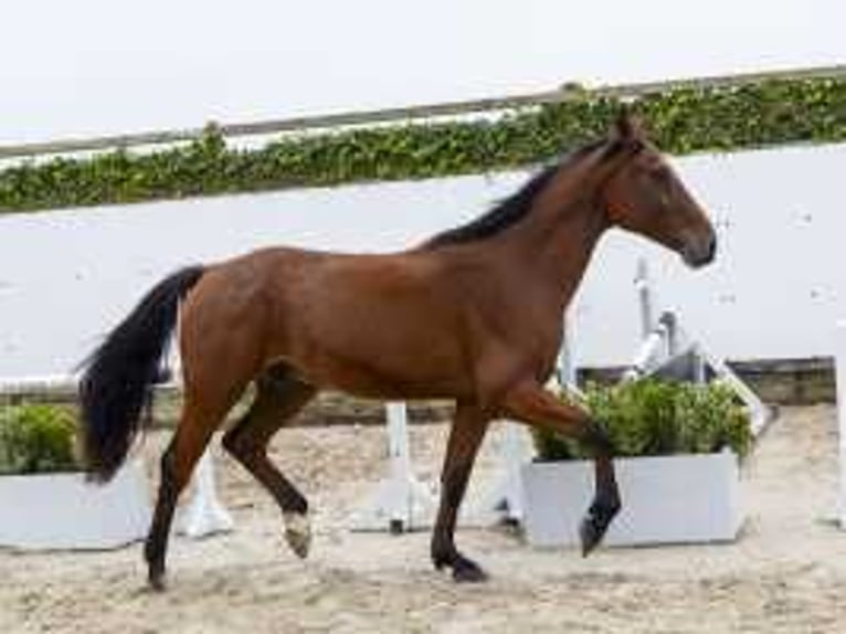 Zangersheide Caballo castrado 3 años 167 cm Castaño in Waddinxveen