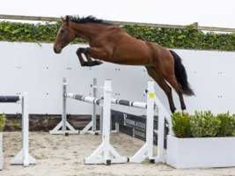 Zangersheide Caballo castrado 3 años 167 cm Castaño in Waddinxveen