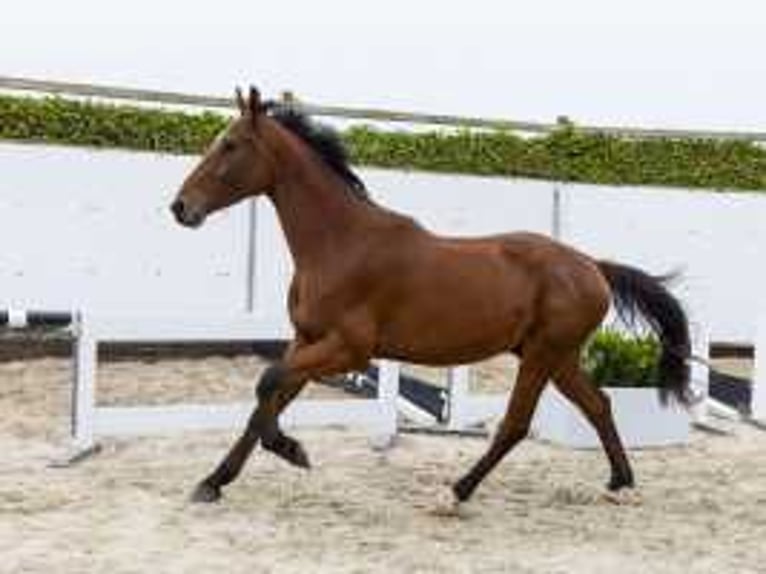 Zangersheide Caballo castrado 3 años 167 cm Castaño in Waddinxveen