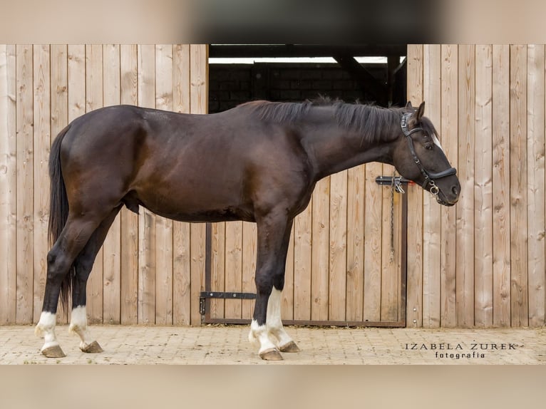 Zangersheide Caballo castrado 3 años 167 cm Morcillo in Siedleczek