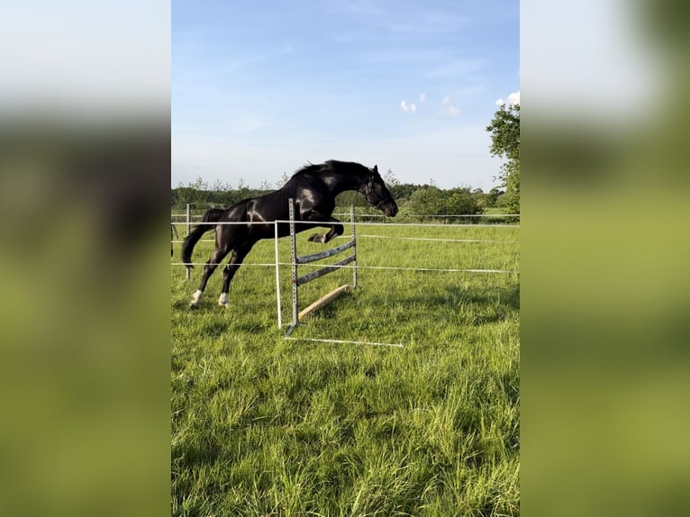 Zangersheide Caballo castrado 3 años 167 cm Morcillo in Siedleczek