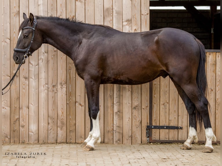 Zangersheide Caballo castrado 3 años 167 cm Morcillo in Siedleczek