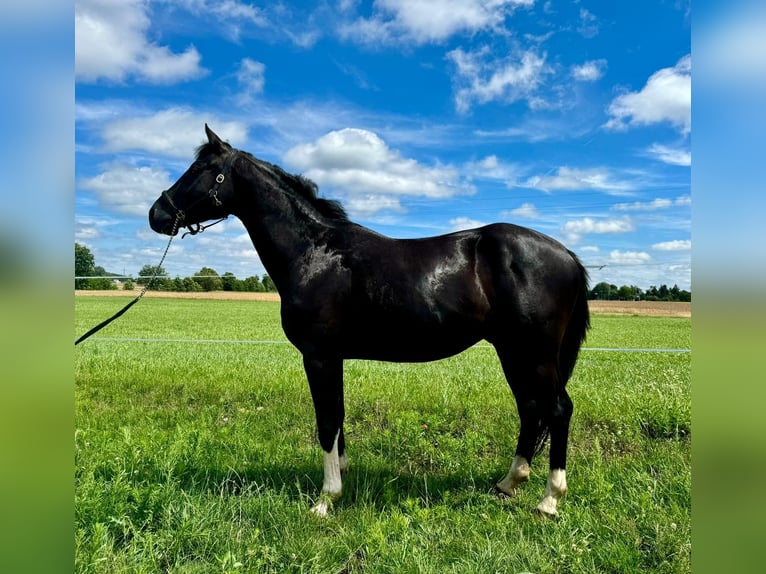 Zangersheide Caballo castrado 3 años 167 cm Morcillo in Siedleczek