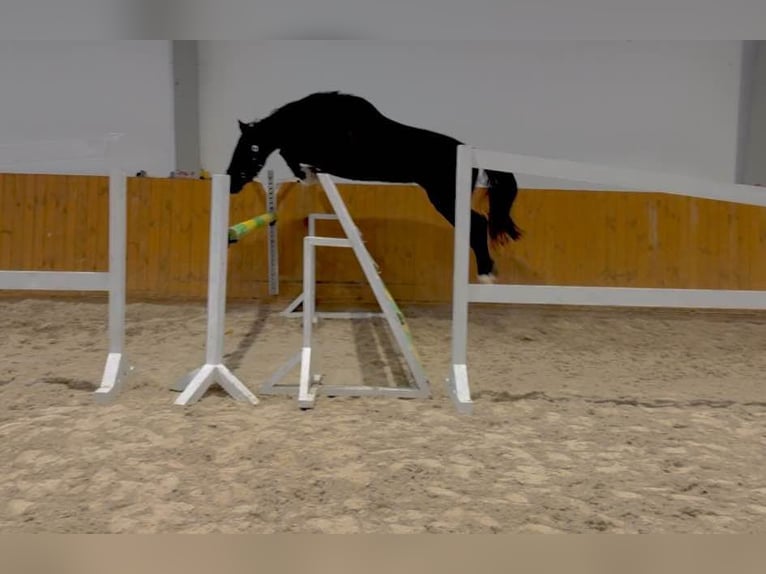 Zangersheide Caballo castrado 3 años 167 cm Negro in KRAJENKA