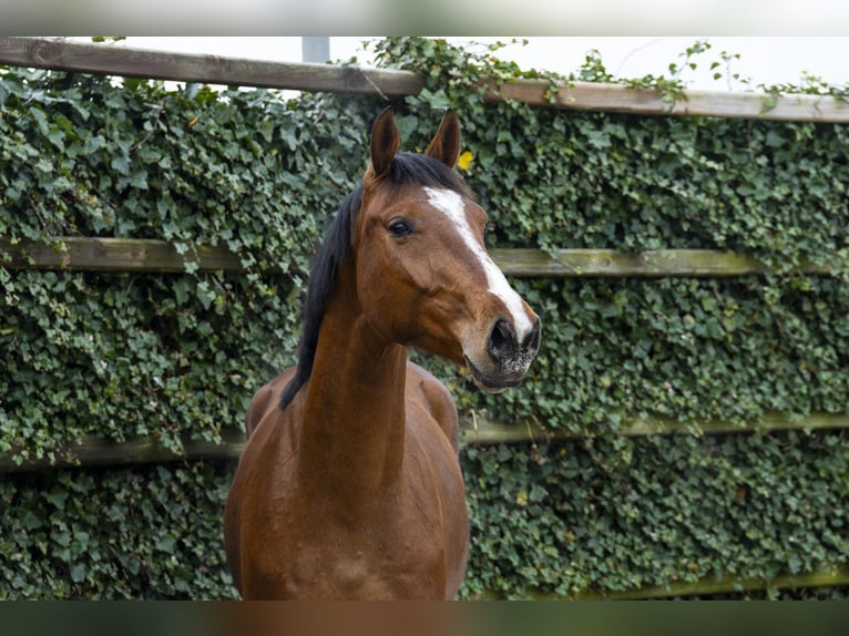 Zangersheide Caballo castrado 3 años 168 cm  in Waddinxveen