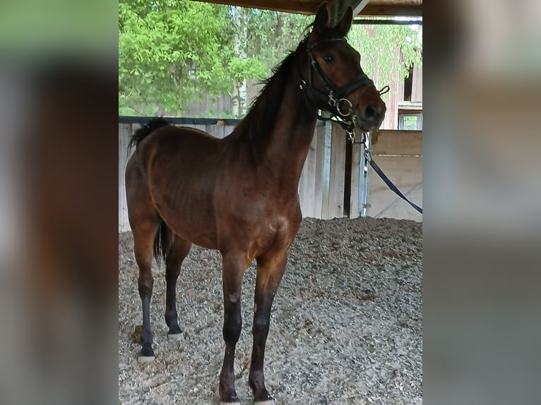 Zangersheide Caballo castrado 3 años 168 cm Castaño in &#xD6;tigheim