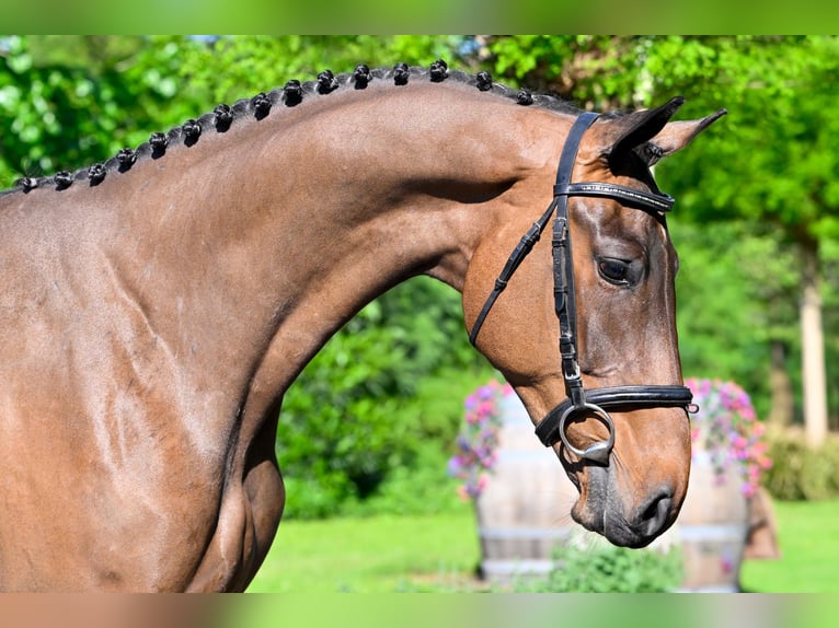 Zangersheide Caballo castrado 3 años 168 cm Castaño in Heerde