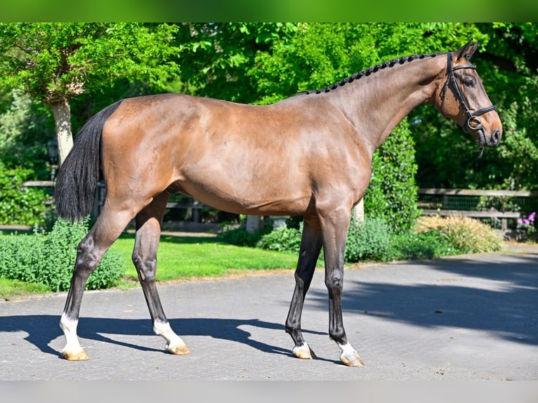 Zangersheide Caballo castrado 3 años 168 cm Castaño in Heerde