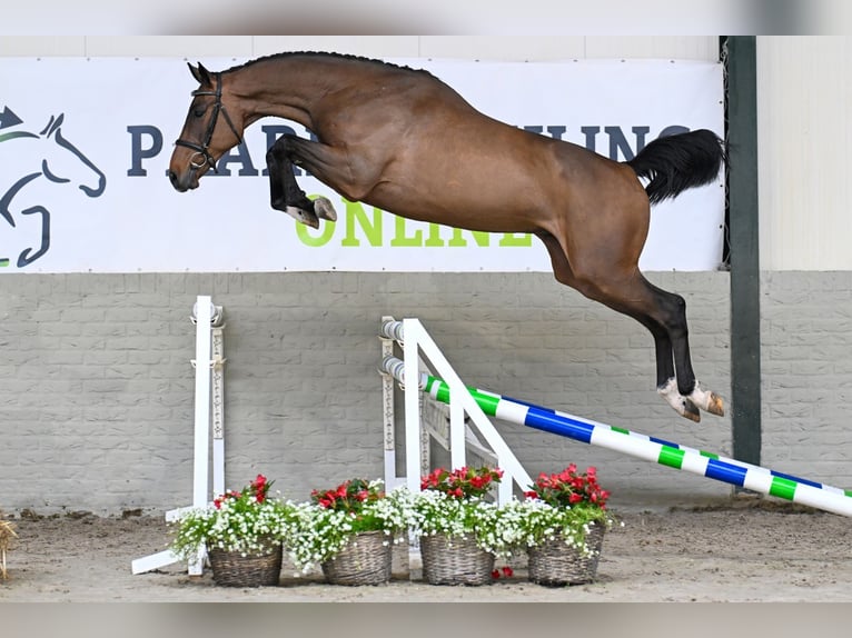 Zangersheide Caballo castrado 3 años 168 cm Castaño in Heerde