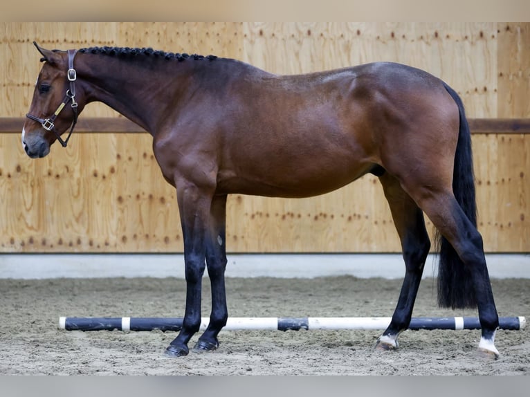 Zangersheide Caballo castrado 3 años 168 cm Castaño in Kinrooi