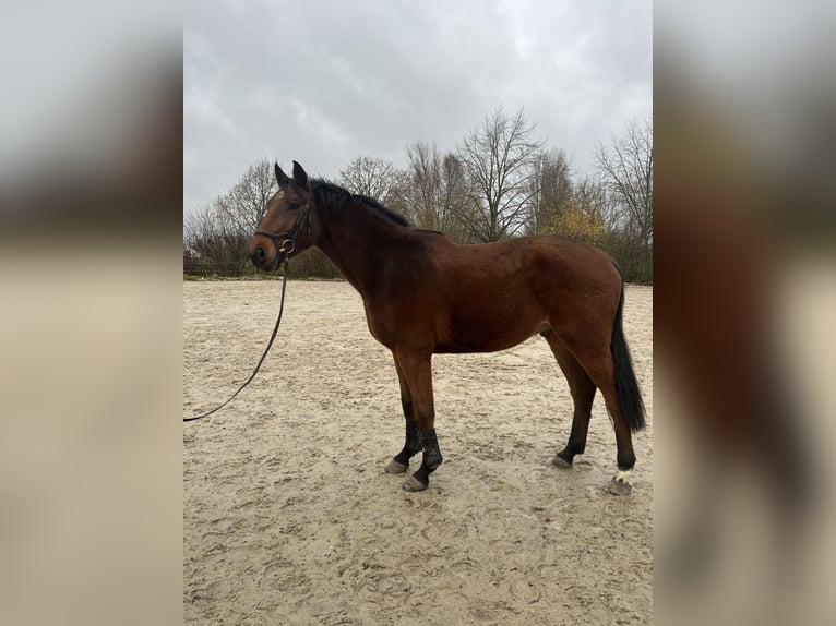 Zangersheide Caballo castrado 3 años 168 cm Castaño in Lille