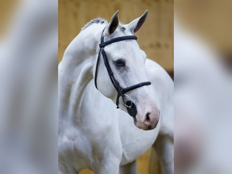 Zangersheide Caballo castrado 3 años 168 cm Tordo in Kinrooi