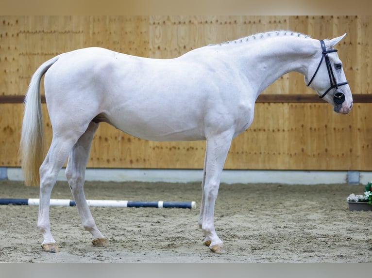 Zangersheide Caballo castrado 3 años 168 cm Tordo in Kinrooi