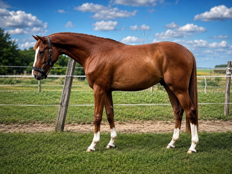 Zangersheide Caballo castrado 3 años 169 cm Alazán-tostado in Kisbér