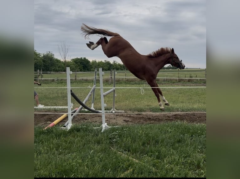 Zangersheide Caballo castrado 3 años 169 cm Alazán-tostado in Kisbér