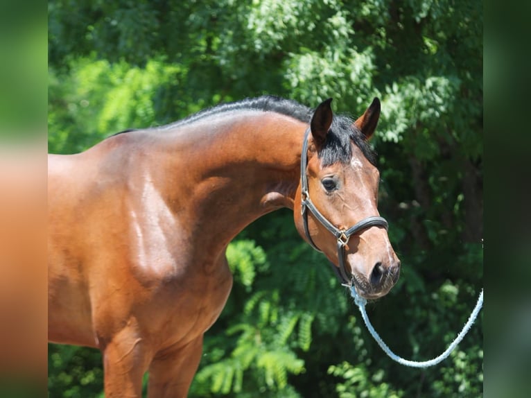Zangersheide Caballo castrado 3 años 169 cm Castaño in B&#xE9;k&#xE9;scsaba
