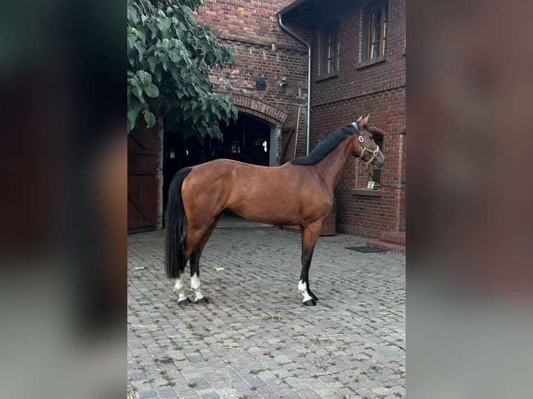 Zangersheide Caballo castrado 3 años 169 cm Castaño in Jakubowo