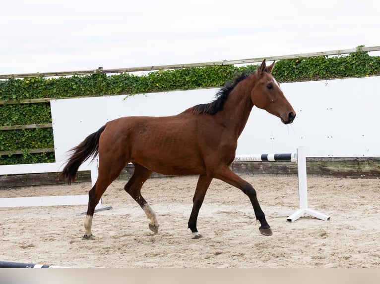 Zangersheide Caballo castrado 3 años 169 cm Castaño in Lochem Zangersheide Caballo castrado 3 años 169 cm Castaño in Lochem