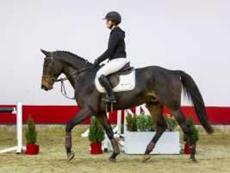 Zangersheide Caballo castrado 3 años 169 cm Castaño in Waddinxveen