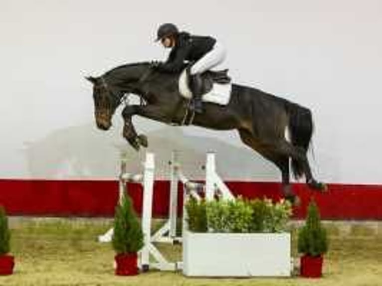 Zangersheide Caballo castrado 3 años 169 cm Castaño in Waddinxveen