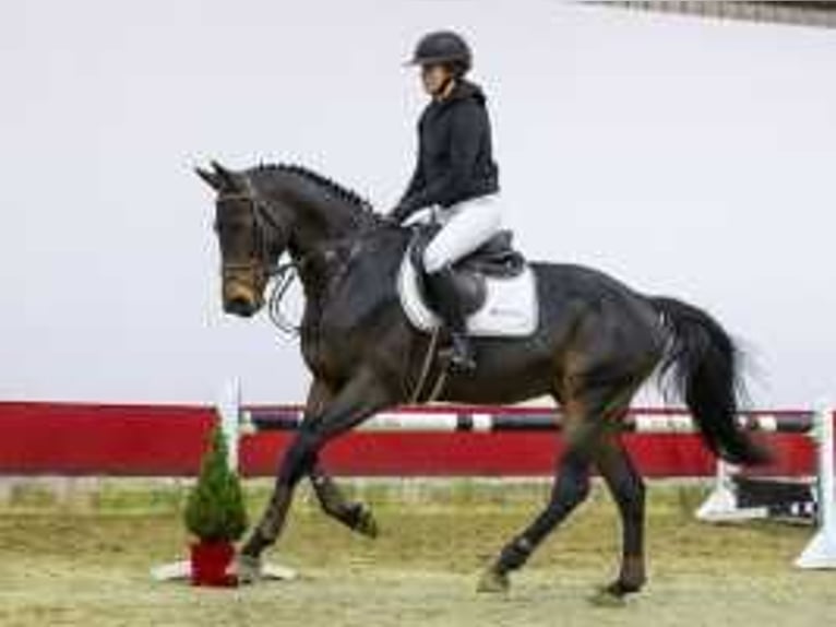 Zangersheide Caballo castrado 3 años 169 cm Castaño in Waddinxveen