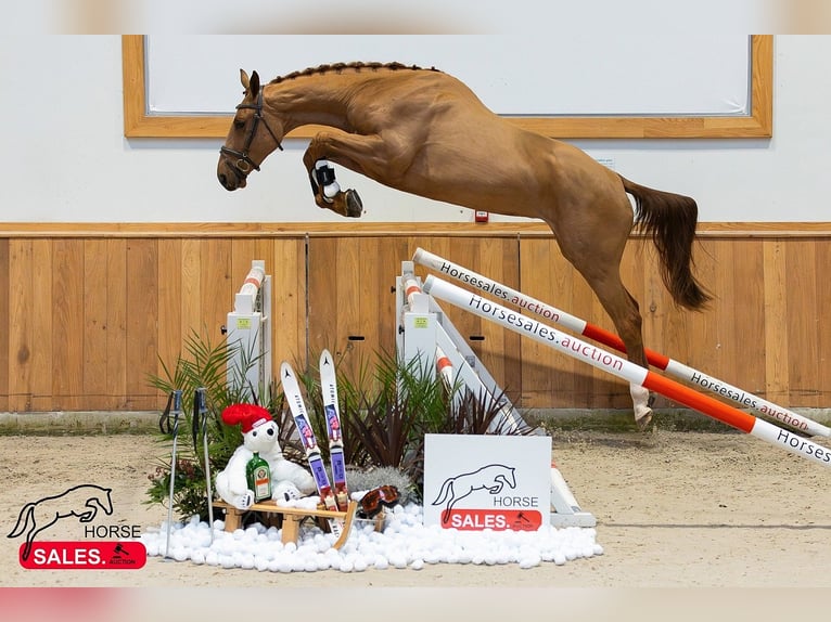 Zangersheide Caballo castrado 3 años 170 cm in Békéscsaba