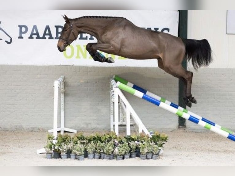 Zangersheide Caballo castrado 3 años 170 cm Castaño in Heerde