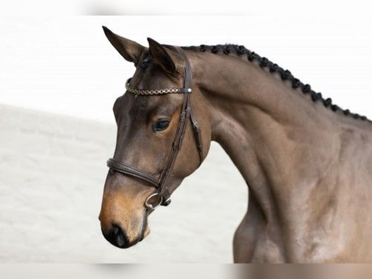 Zangersheide Caballo castrado 3 años 170 cm Castaño in Heerde