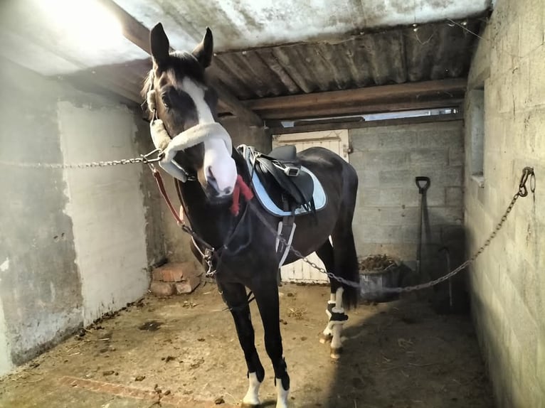 Zangersheide Mestizo Caballo castrado 3 años 170 cm Castaño in Houthulst