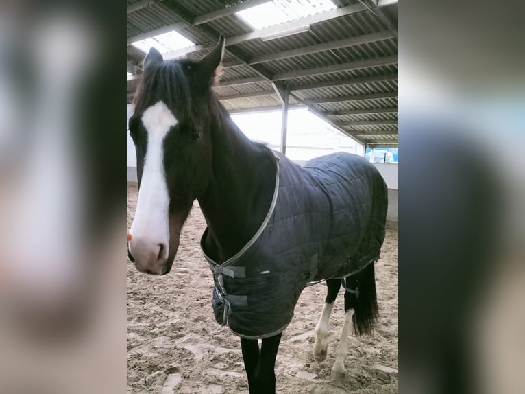 Zangersheide Mestizo Caballo castrado 3 años 170 cm Castaño in Houthulst