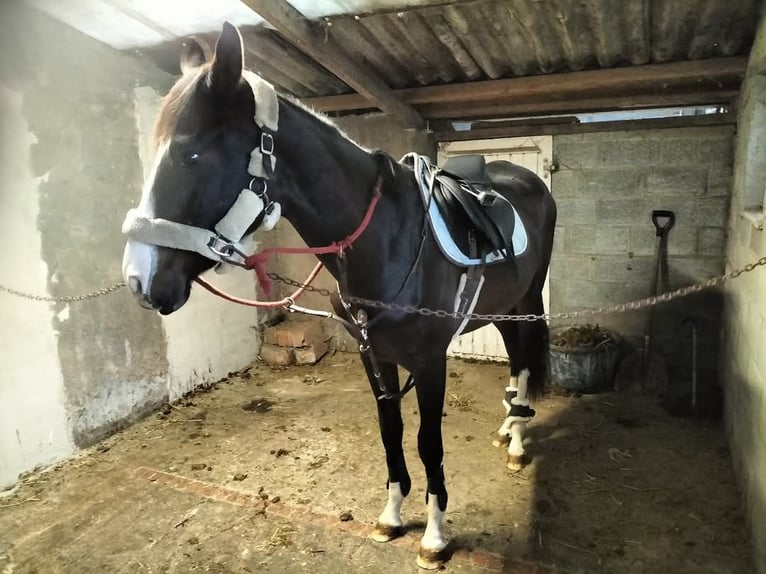 Zangersheide Mestizo Caballo castrado 3 años 170 cm Castaño in Houthulst