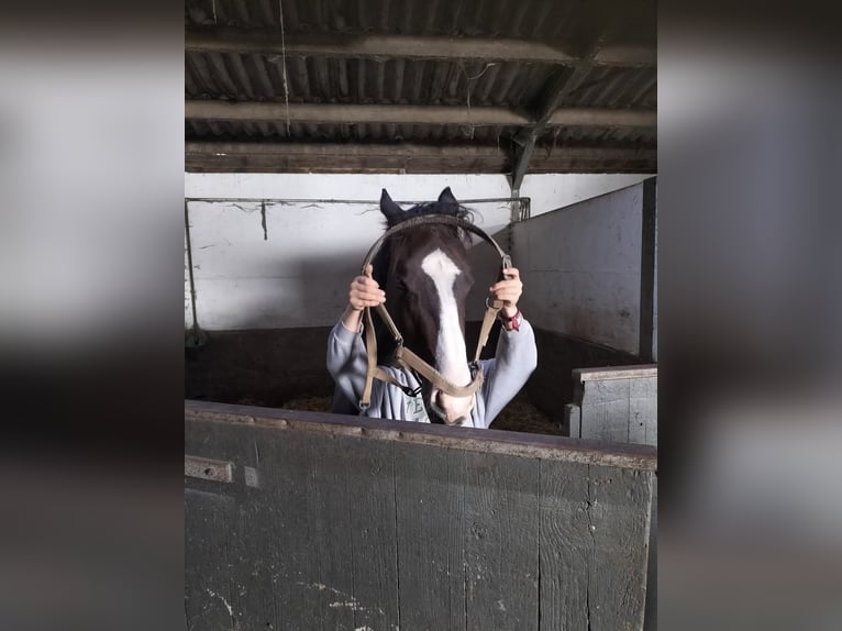 Zangersheide Mestizo Caballo castrado 3 años 170 cm Castaño in Houthulst