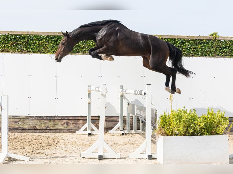 Zangersheide Caballo castrado 3 años 170 cm Castaño oscuro in Waddinxveen