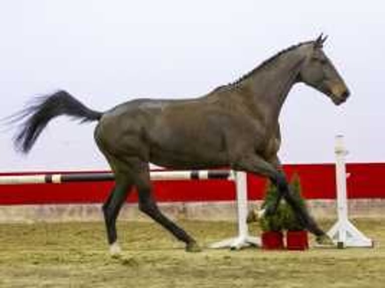 Zangersheide Caballo castrado 3 años 170 cm Castaño oscuro in Waddinxveen